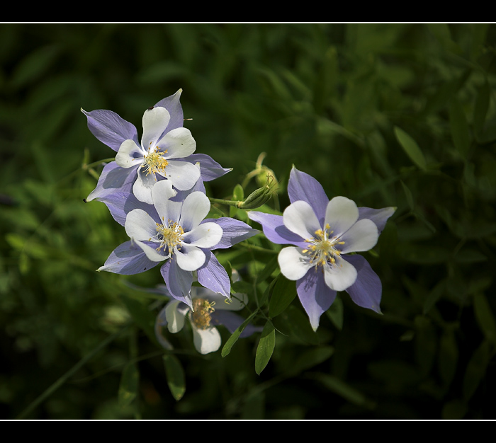 Columbine Trio