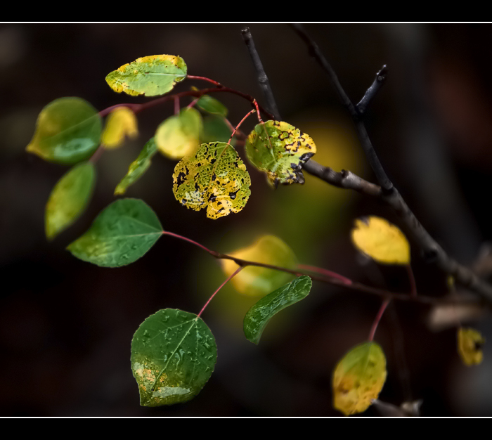 Changing Leaves