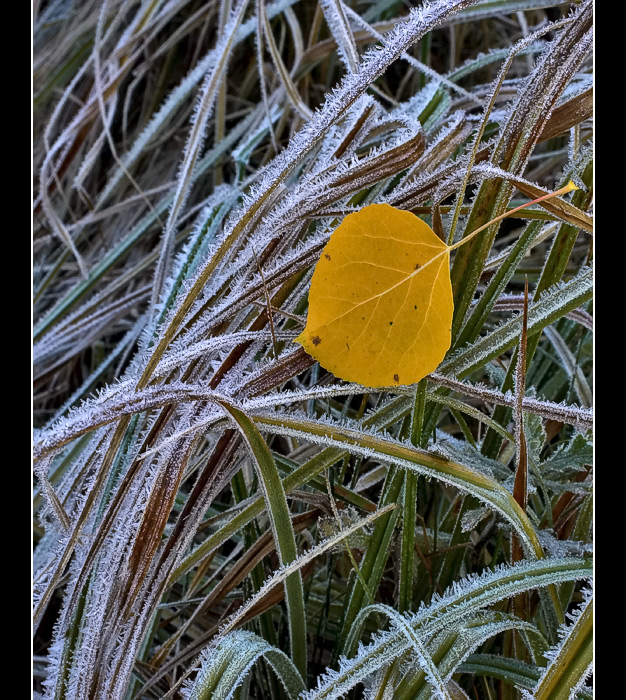 Amongst the Frozen