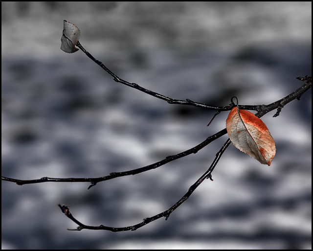 Lone-Leaf.jpg