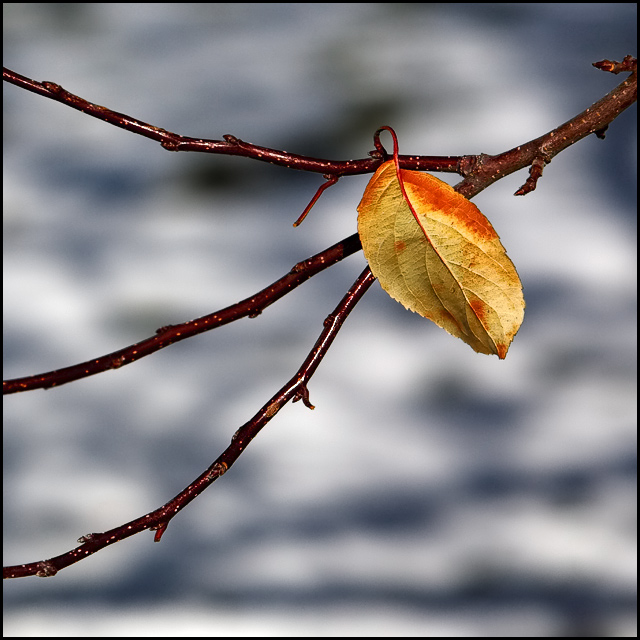 Lone-Leaf-5.jpg