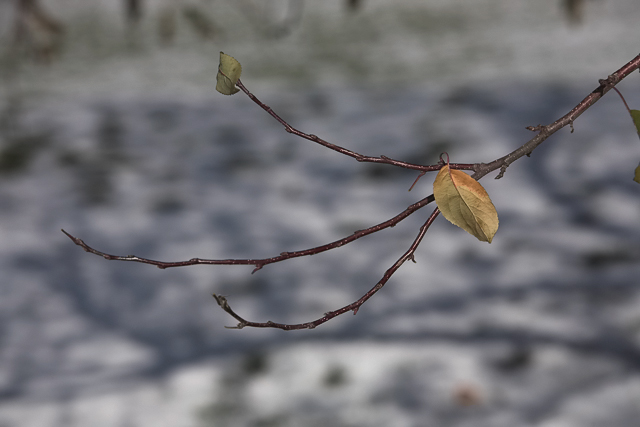 Lone-Leaf-unedited.jpg