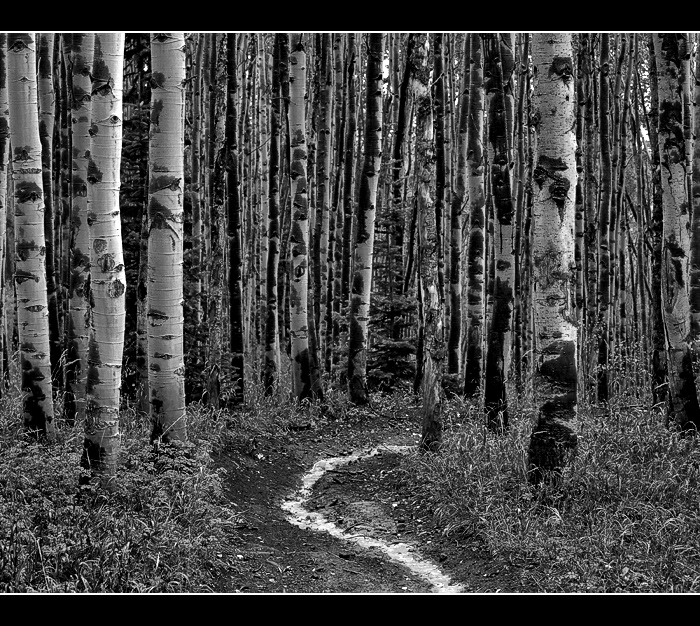 Through the Grove