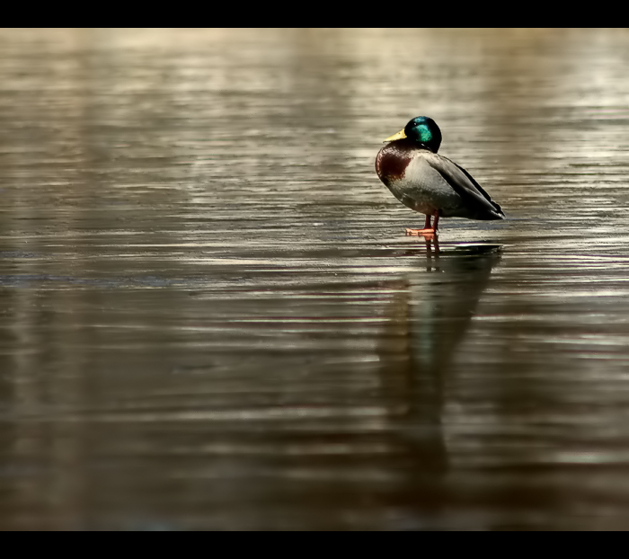 Duck