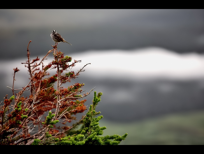 Birdie Above the Clouds