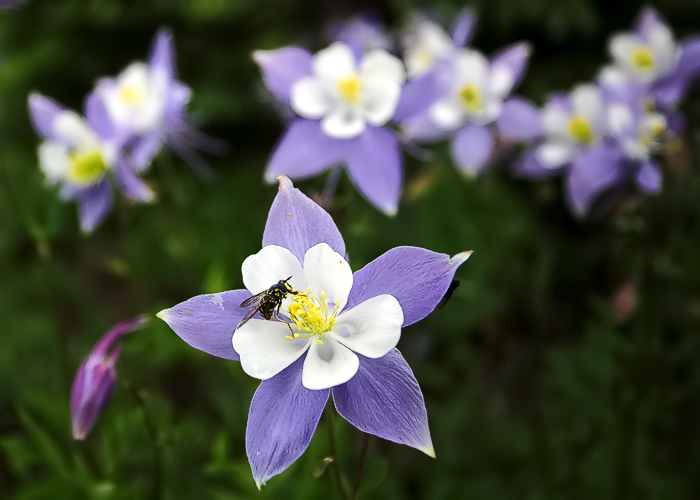 Columbine Too