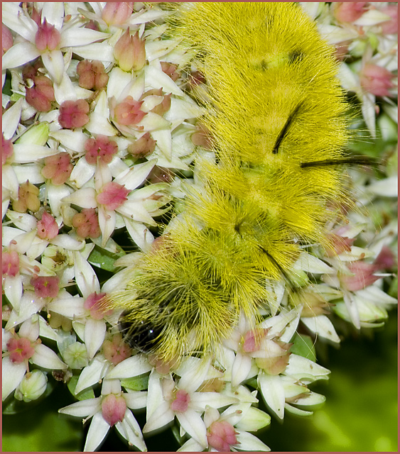 Yellow Caterpillar