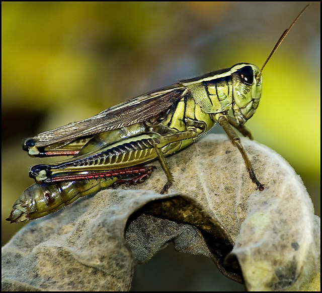 Grasshopper