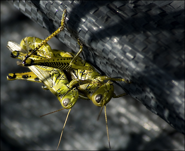 grasshoppers