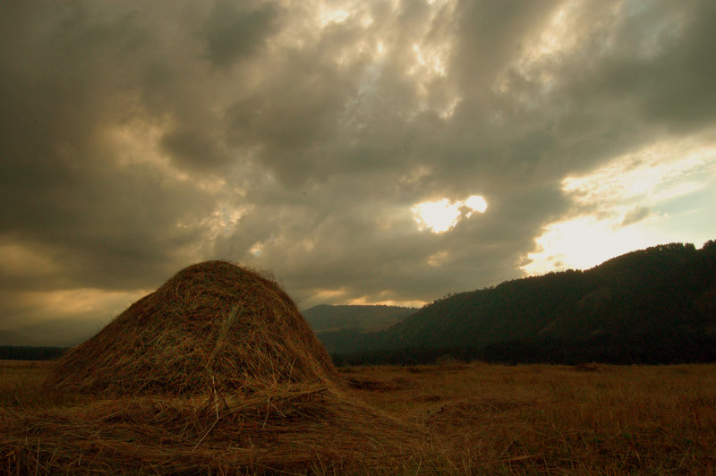 Field