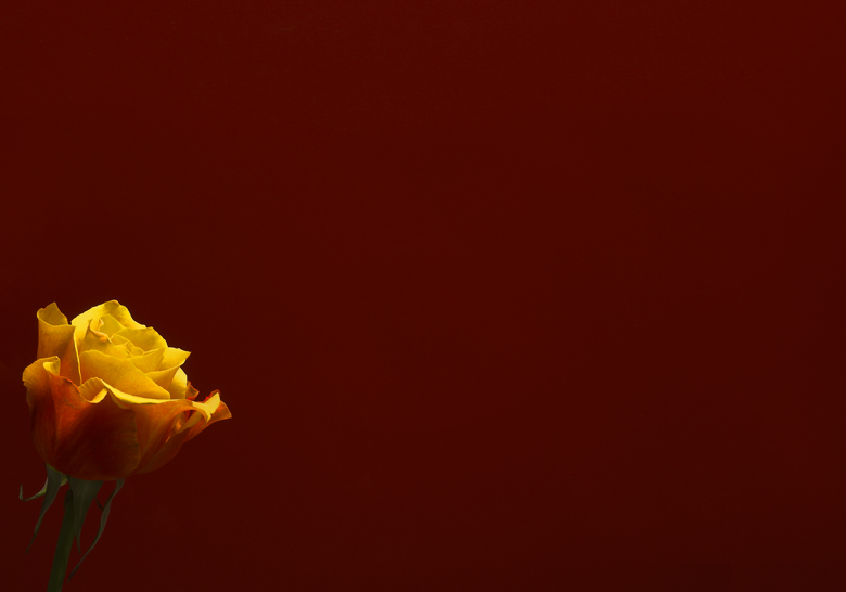 A Minimalistic Approach to a Rose