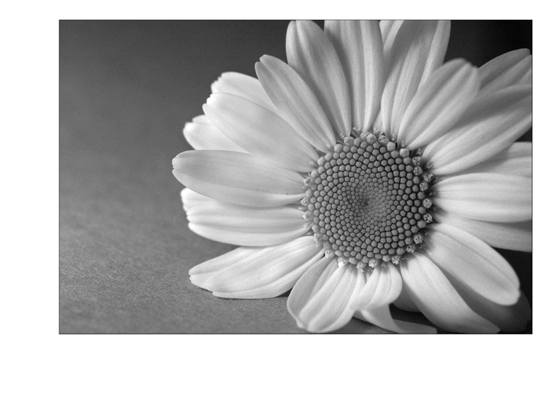 Just a daisy 