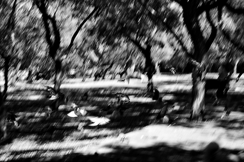 35/52 - blur with birds