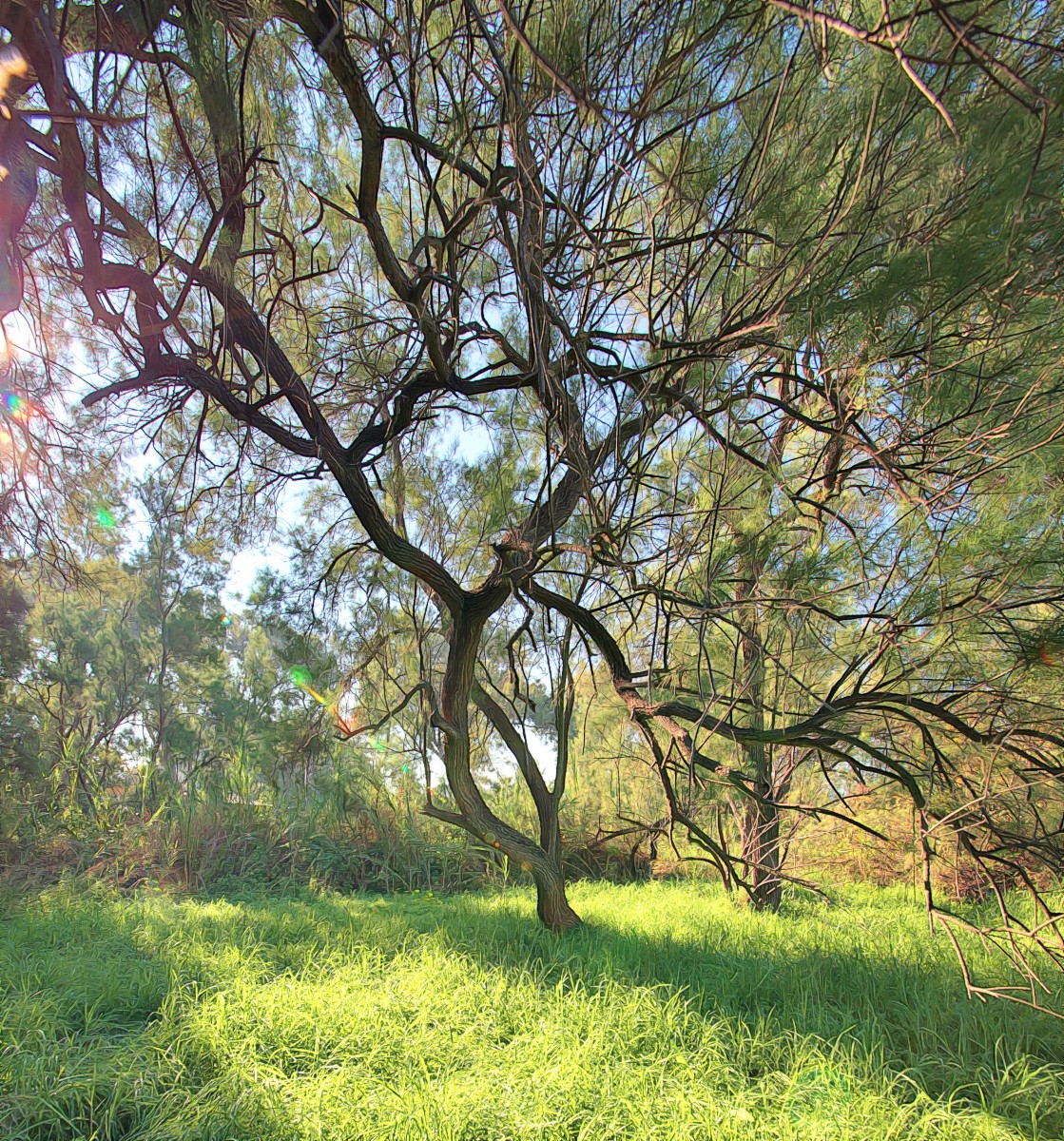 tree1
