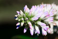 Budding approaches