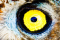 Eye of the Eagle-Owl