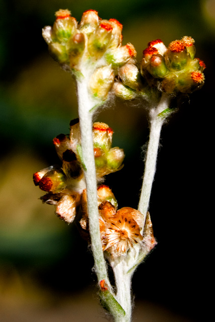 Not your average kind of flower
