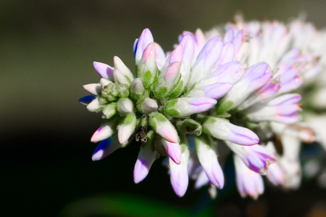 Budding approaches