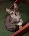 Playful Tabby.JPG