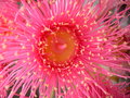 Gum Blossom.JPG