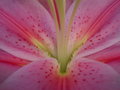 Pink Bits.JPG