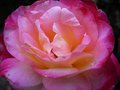 Petals.jpg