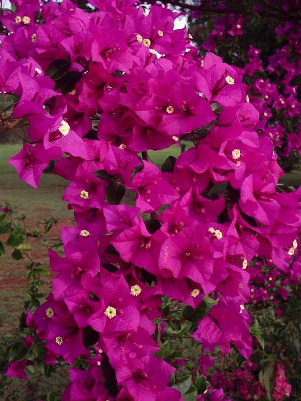 Bouganvillia.JPG
