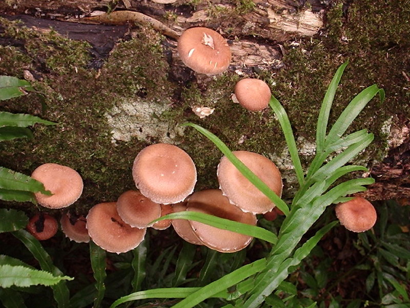 Fungi.JPG