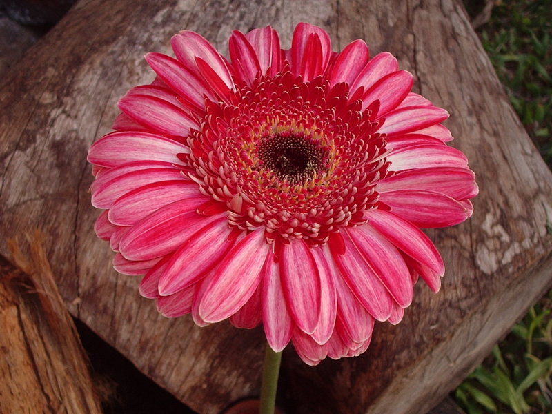 Gerbera.JPG