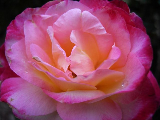 Petals.jpg