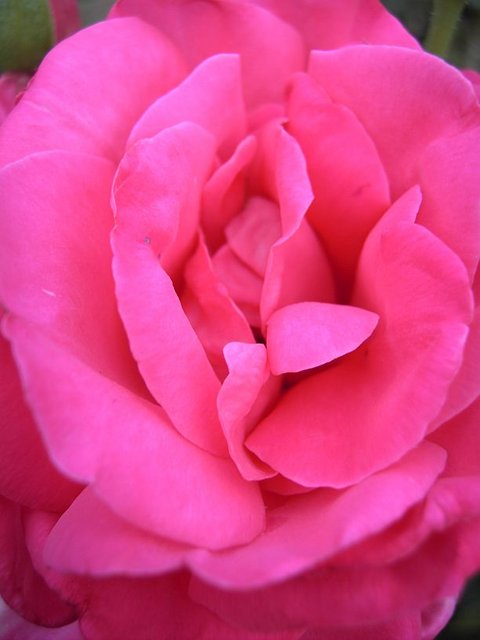 Pink Lips.jpg