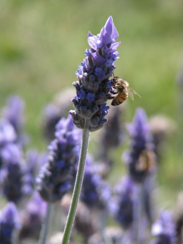 Lavender Bee.jpg