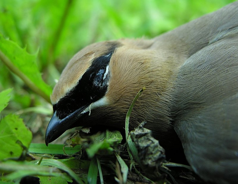 bird.JPG