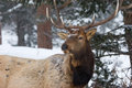 Smiling Elk