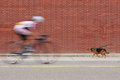 Cyclist & Dog