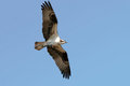 Osprey With Fish