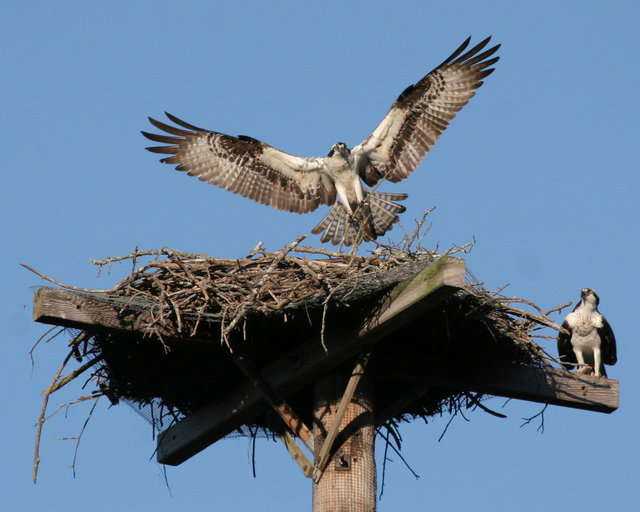 Osprey Landing