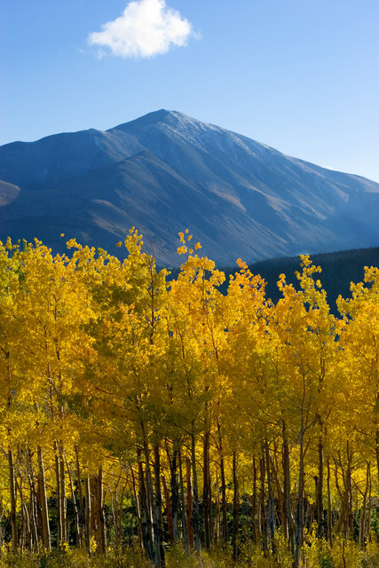 Mt. Silverheels And Aspen