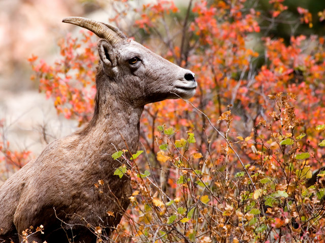Bighorn Sheep In Fall Color