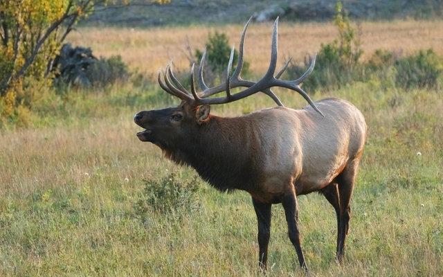 Bugling Elk At Sunset