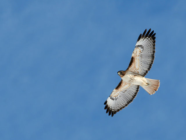 Red-Tailed Hawk