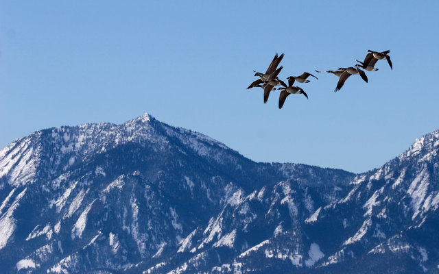 can_geese_over_boulder.jpg