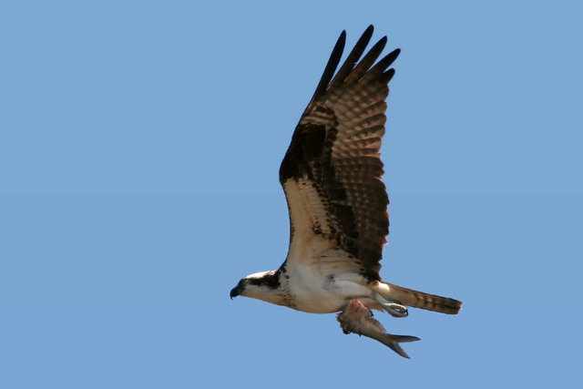 Osprey and Fish