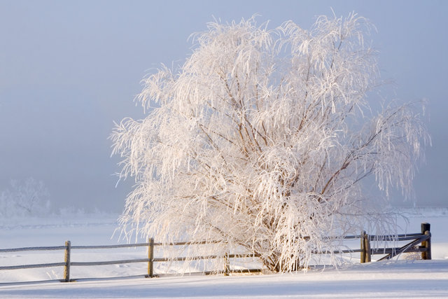 Winter Fog