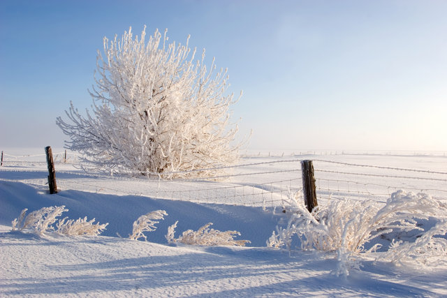 Winter Fog II