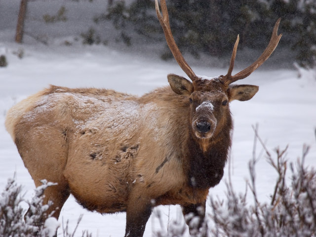Winter Warrior