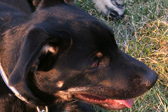 Day 9: Cody Close-Up