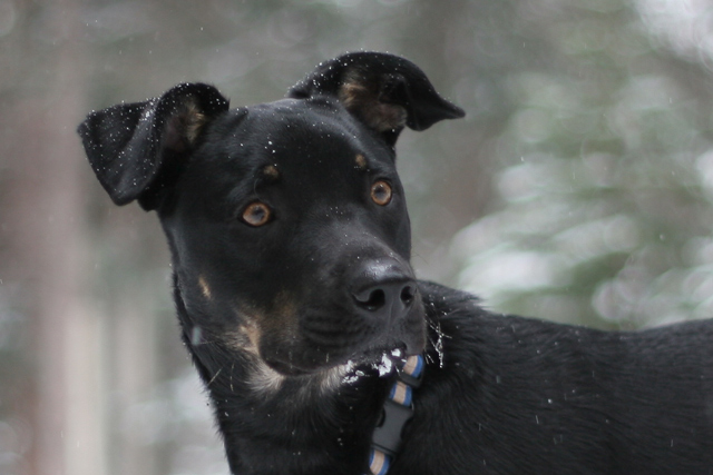 Snow Cody