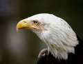 Bald Eagle 1