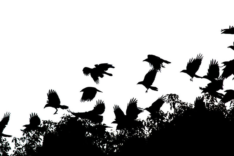 High Contrast Crows1.jpg